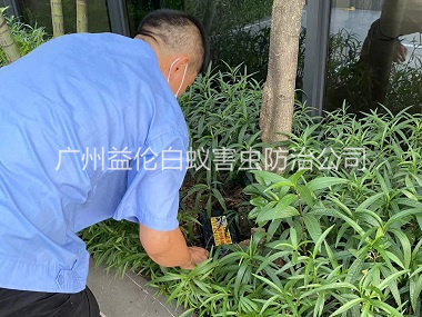 雅瑶园林灭治白蚁工程